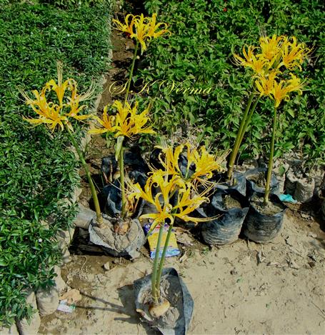  Plants (Leafless stage)-Scapes with terminal umbel